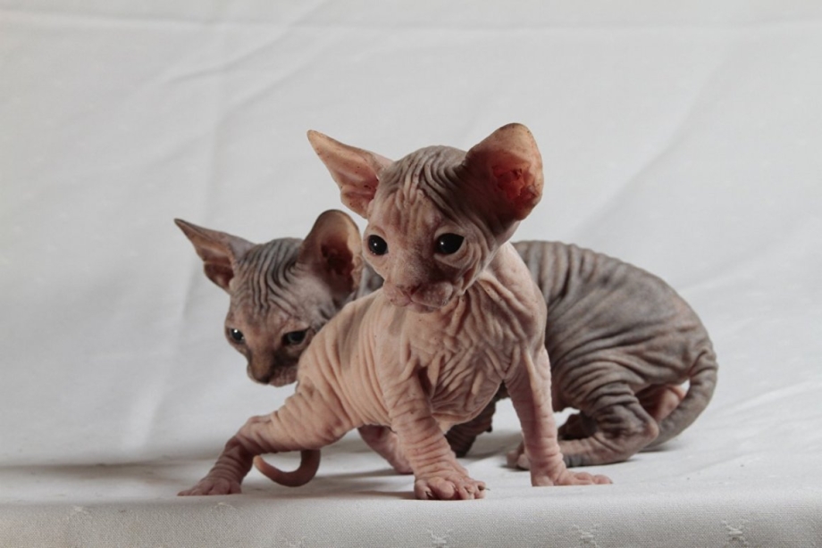 Сфинкс котенок с шерстью