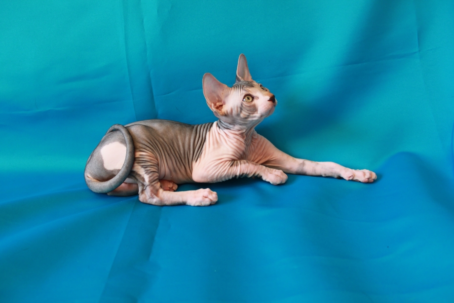 Уход за Сфинксом котенком