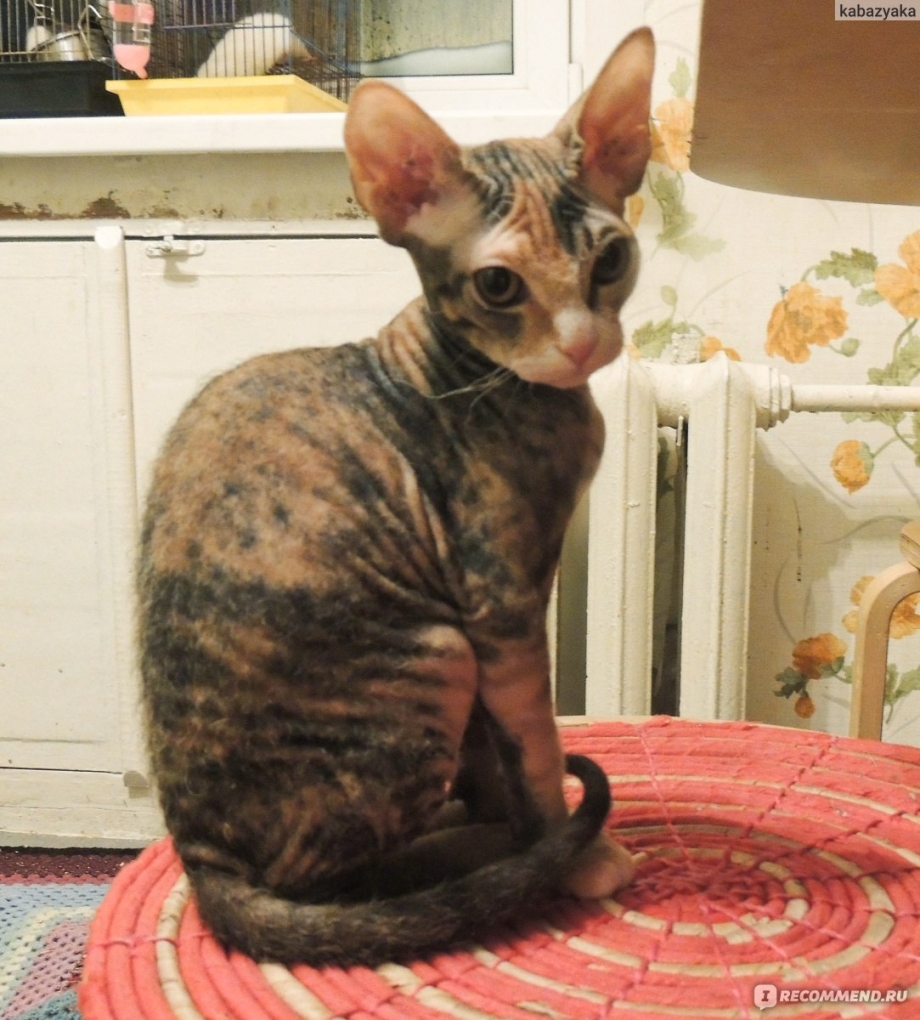 Кот в костюме тигра