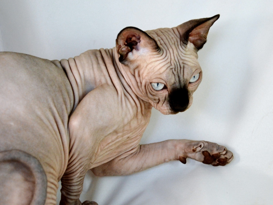 Забльнрошенные коте