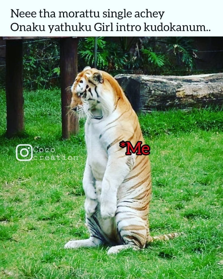Тигр на задних лапах