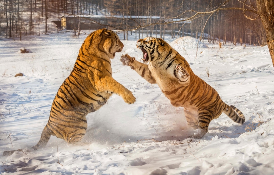 Леопард на задних лапах