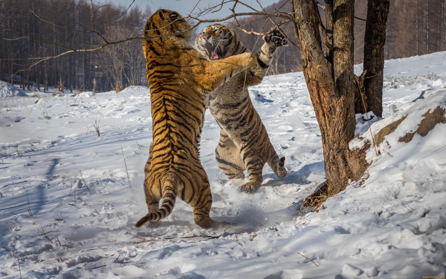 Смешной тигр