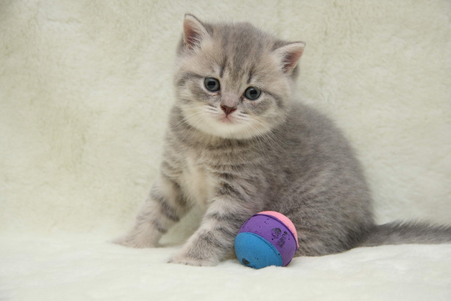 Британец котенок табби 1 мес