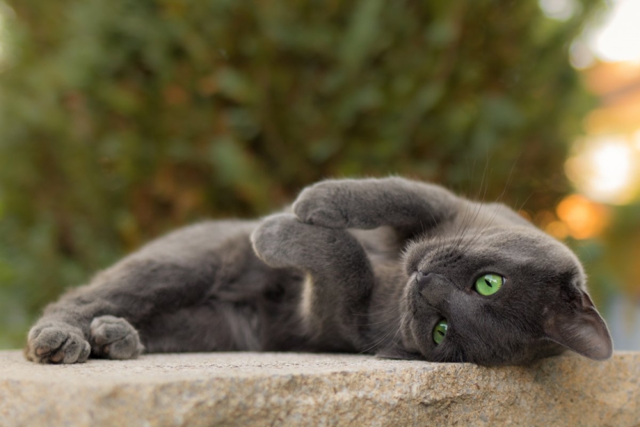 Кот серый