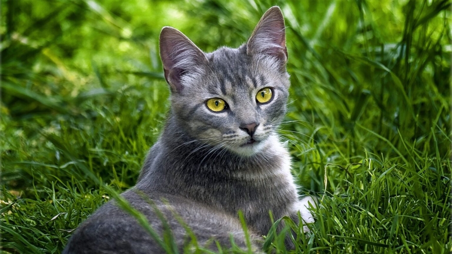 Сибирский голубая кошка короткошерстная