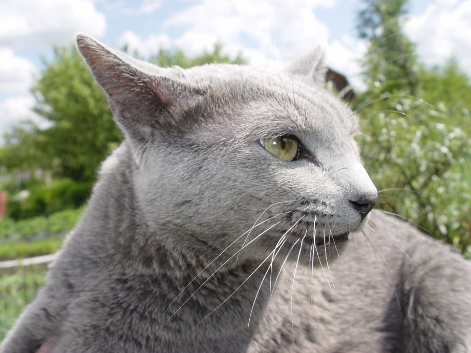 Русская голубая кошка