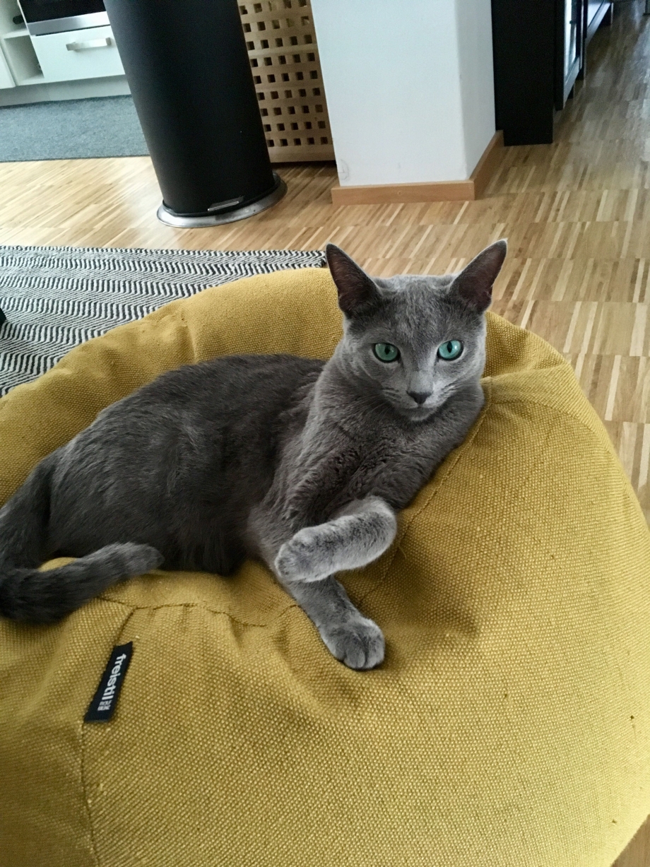 Кот русско голубой смешной