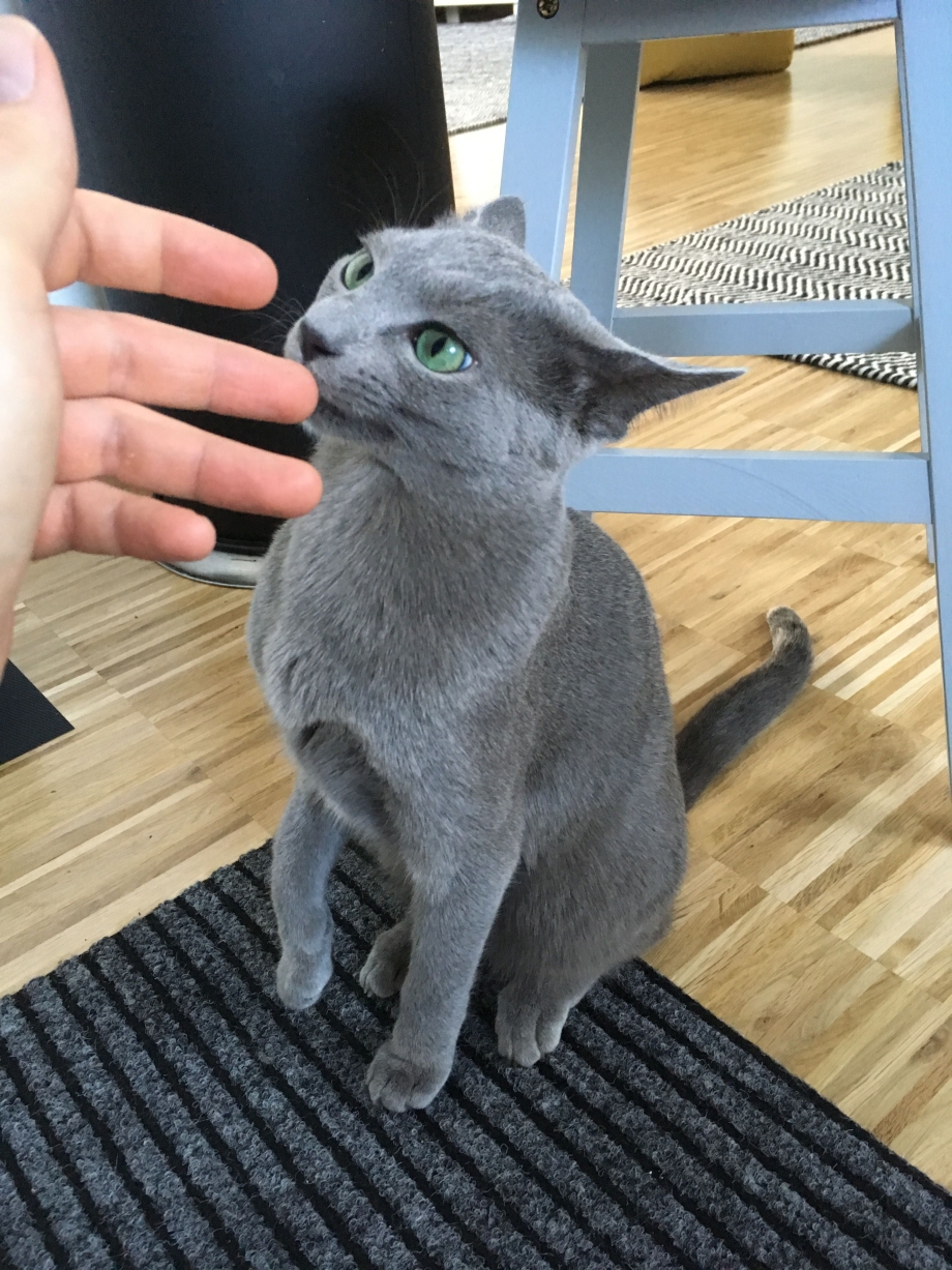 Котята милые русские голубые