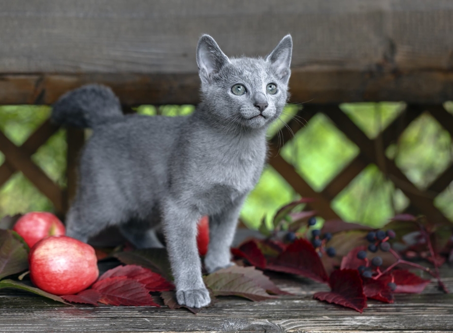 Русская голубая кошка котята