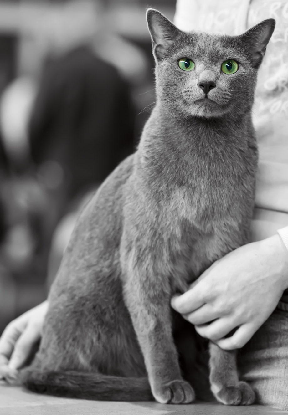 Корат и русская голубая