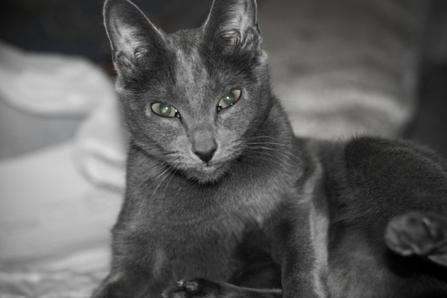 Кошка русская голубаяя+Саванна чёрная