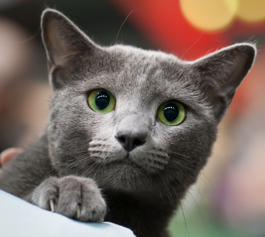 Русская голубая кошка полосатая