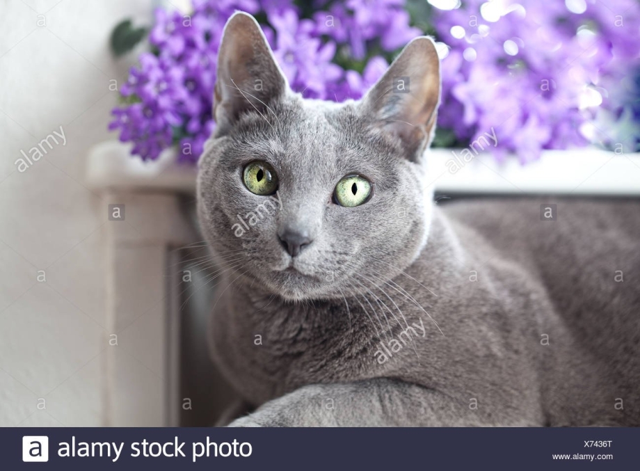 Венская голубая кошка