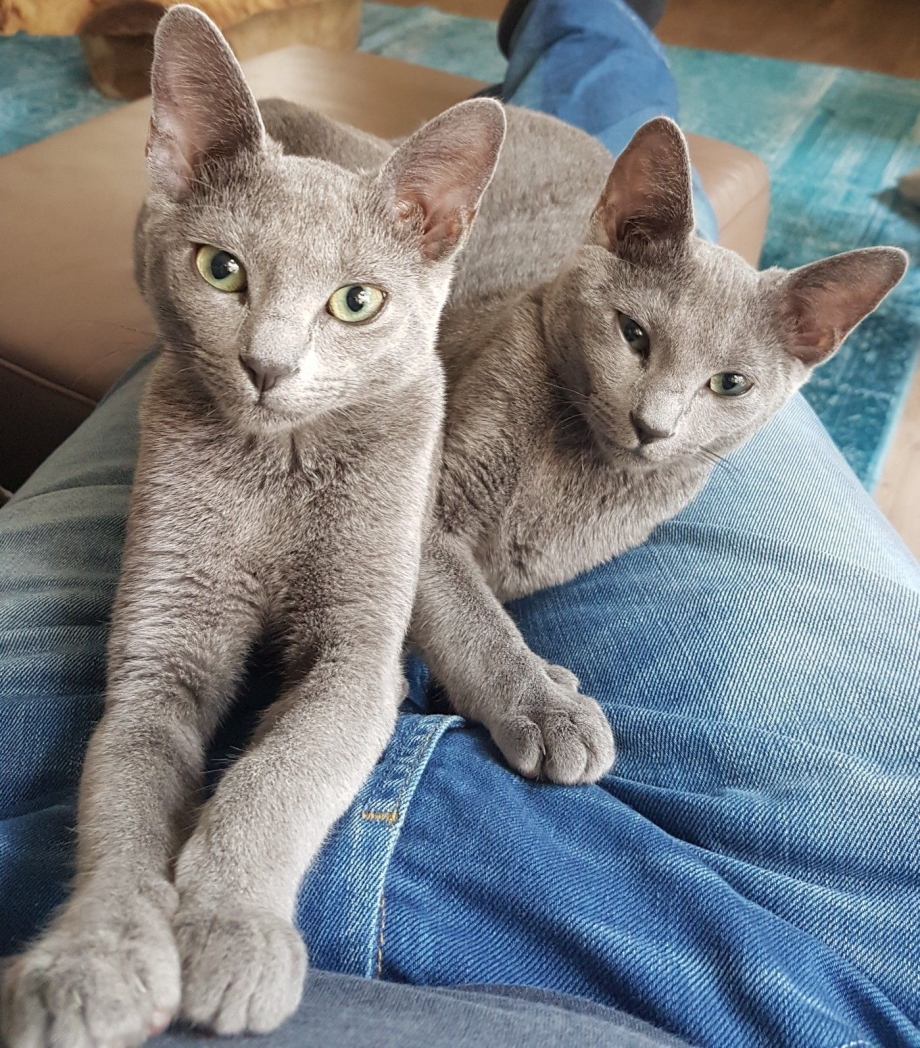 Котята русской голубой кошки