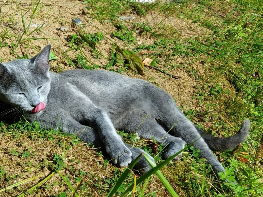 Кот Крысолов серый