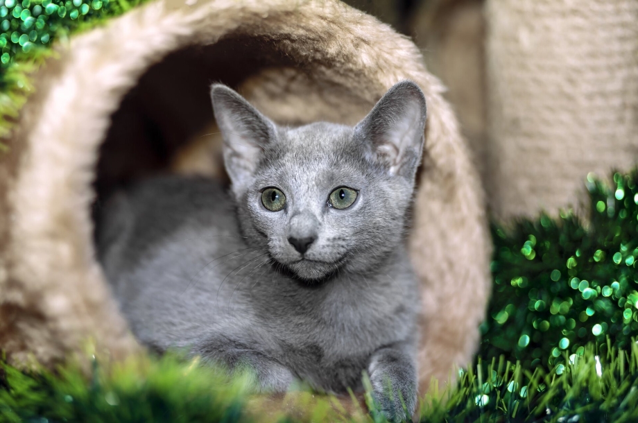 Барсик русская голубая кошка
