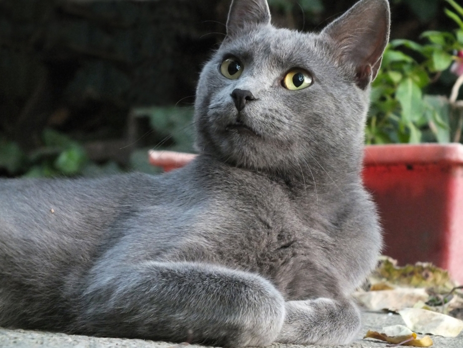Сибирский голубая кошка короткошерстная