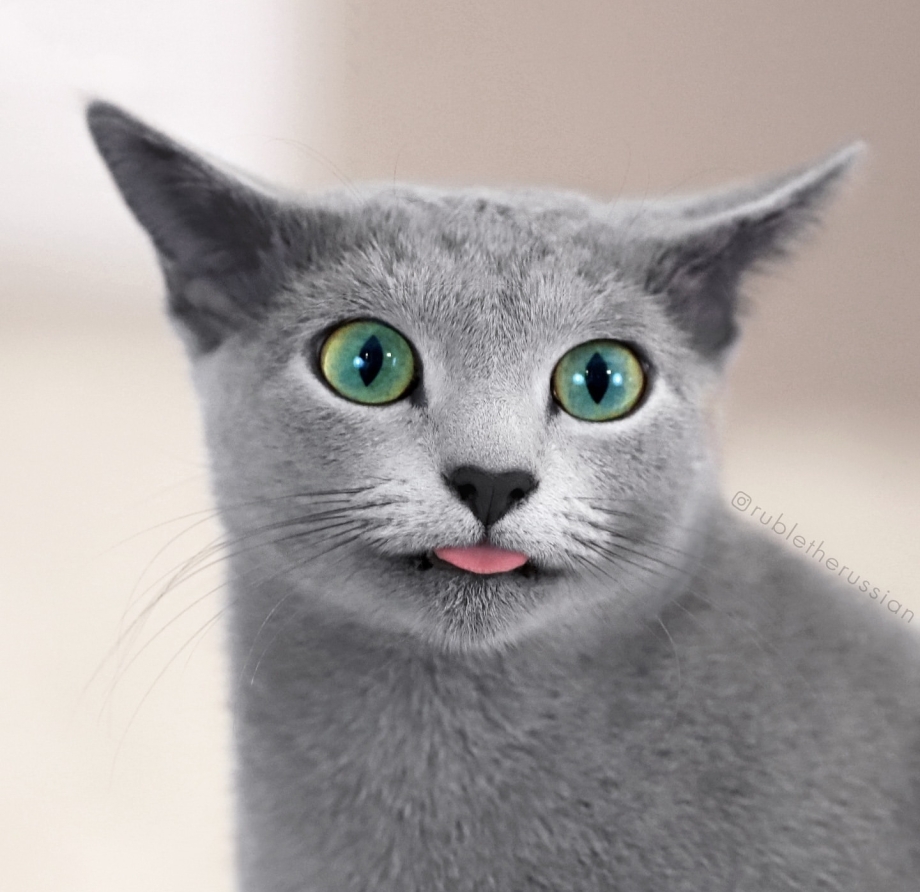 Голубой кот