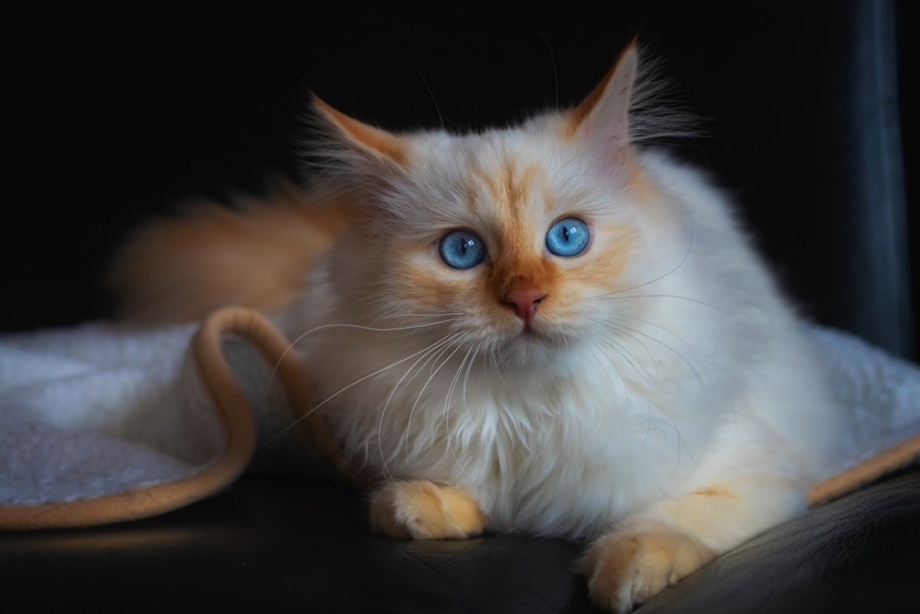 Коты с голубыми глазами