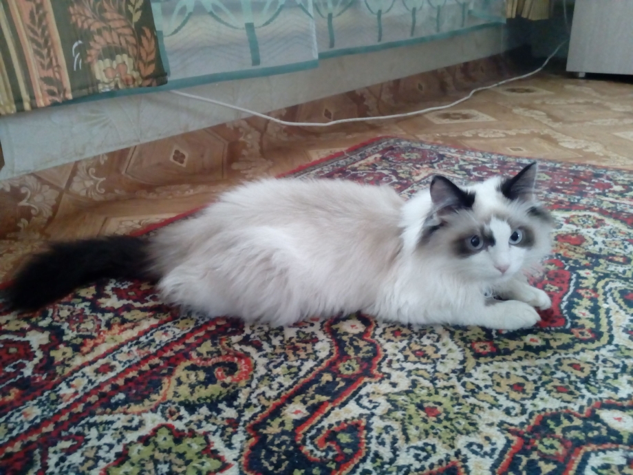 Енот обнимает кота