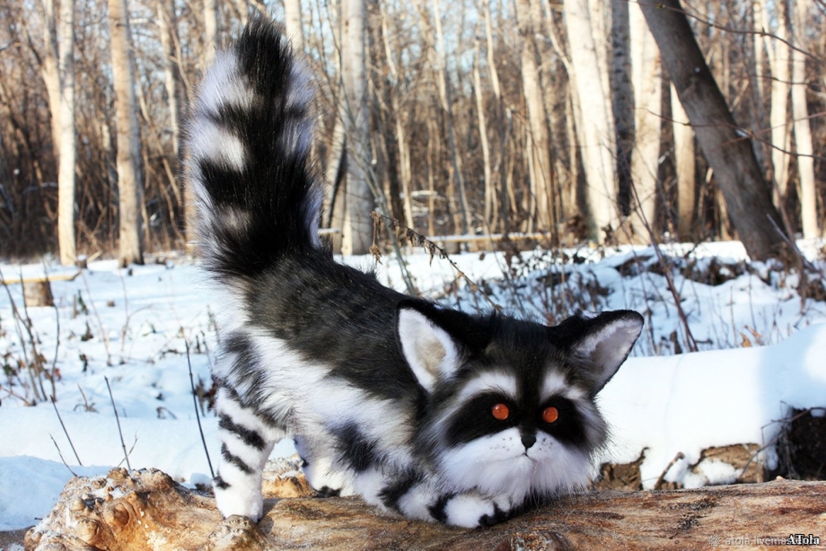 Енотовидная кошка фото