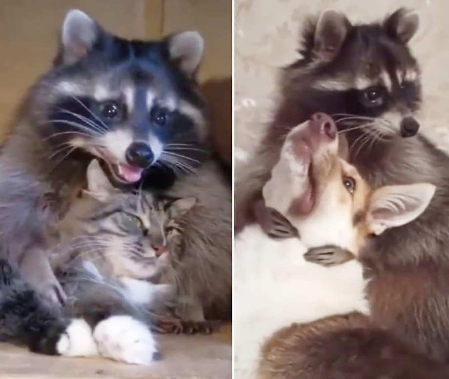 Еноты и коты