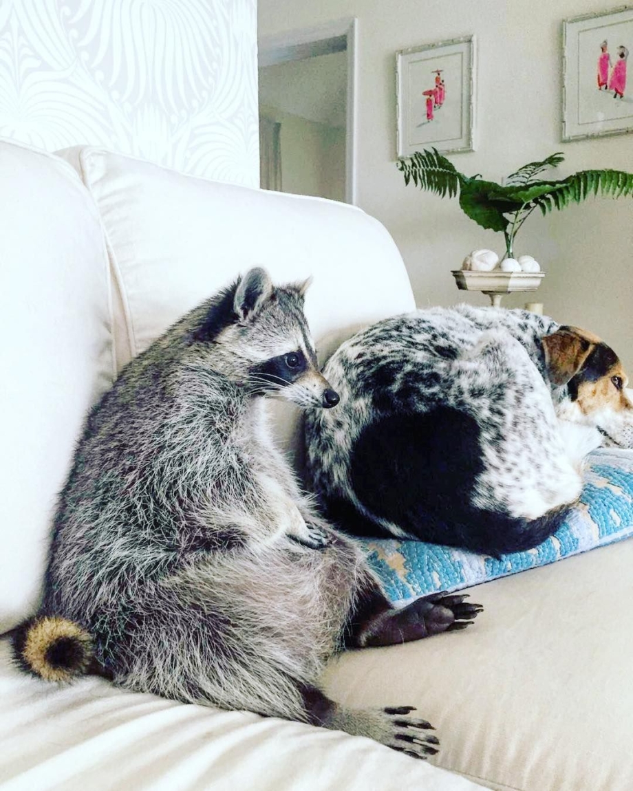 Дикие котята