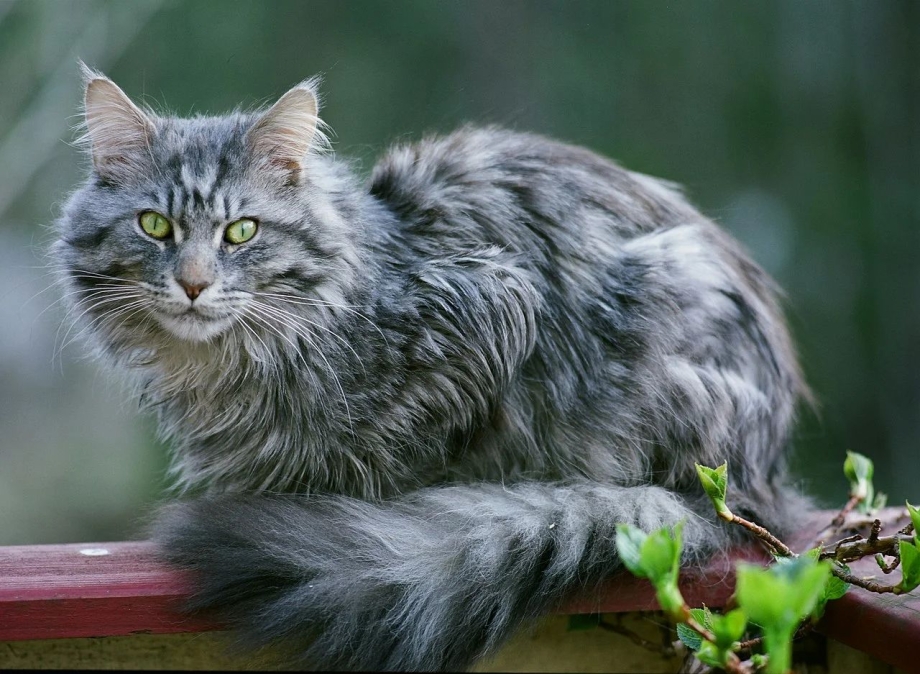 Енот обнимает котика