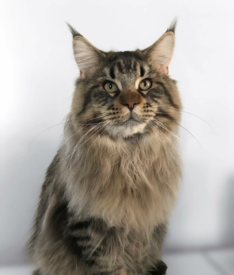 Кошка Мейн кун