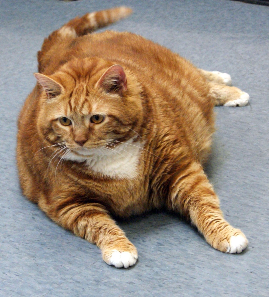 Ожирение у кошек