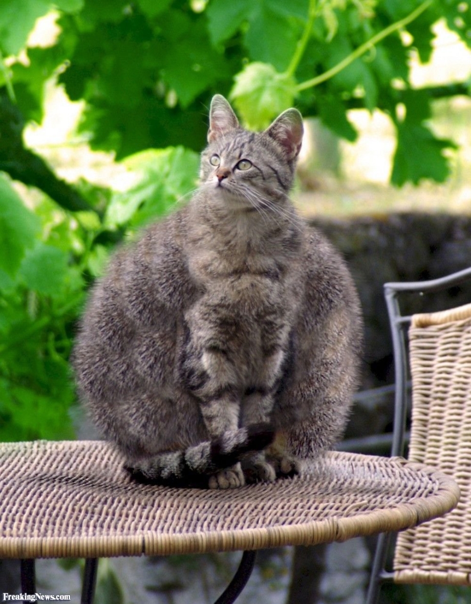Жирные коты