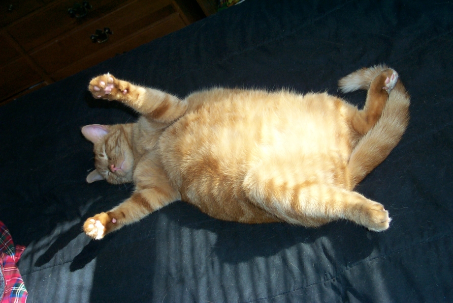 Кошачий животик