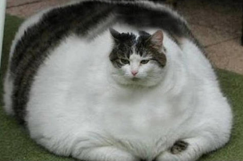 Самый толстый кот химми