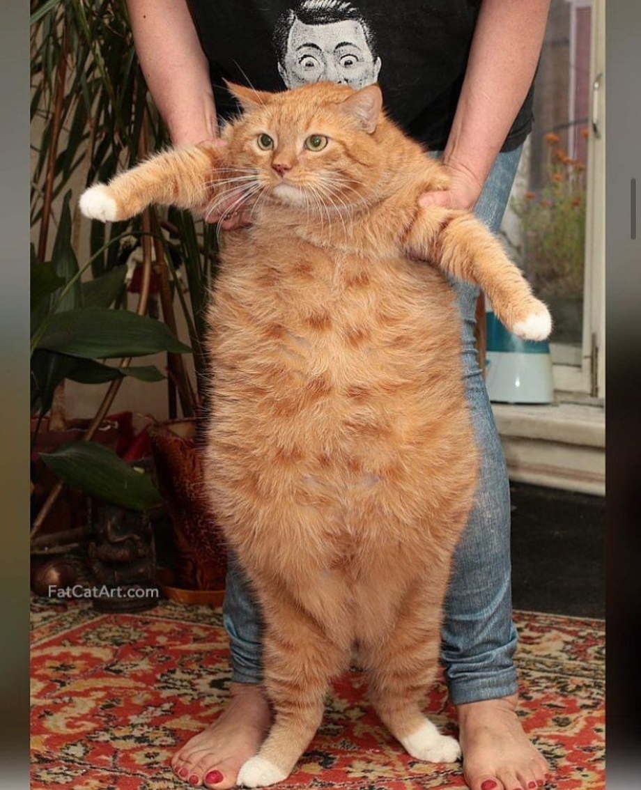 Толстый рыжий кот