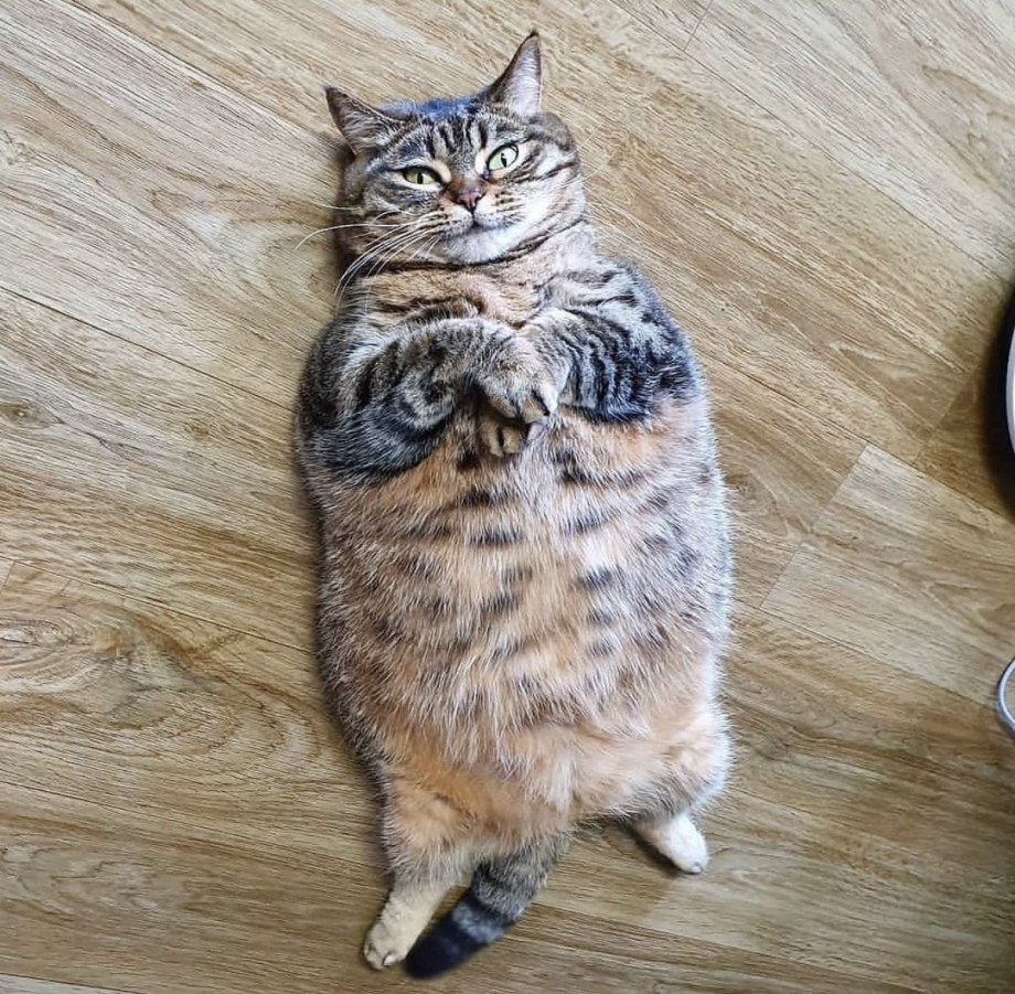 Толстый довольный кот