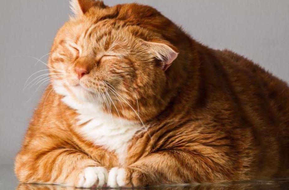 Жирные рыжие коты