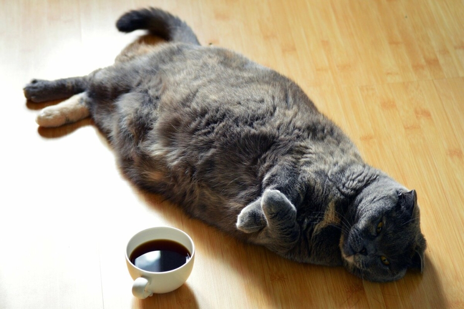Ленивый кот