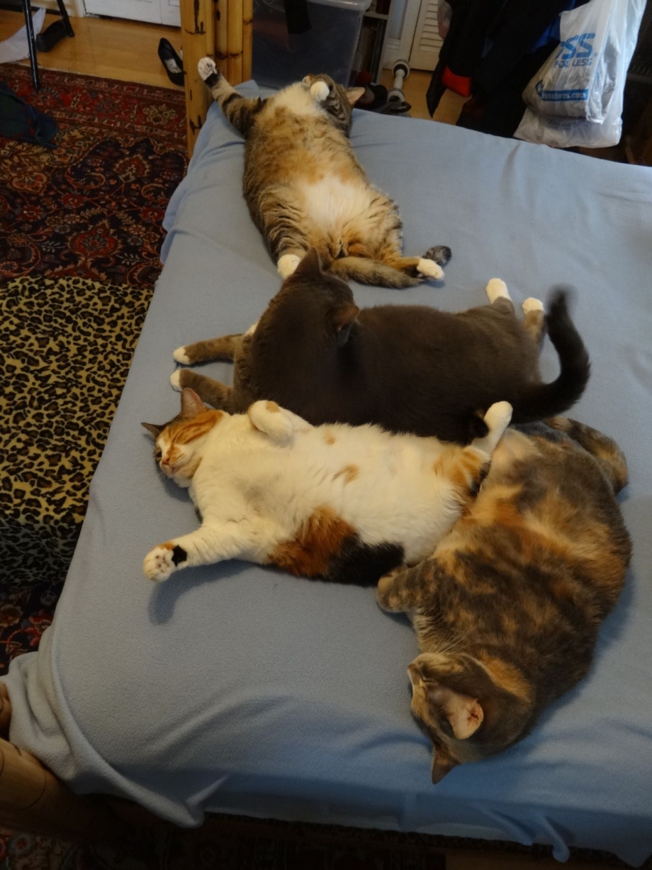 Четыре жирных кота