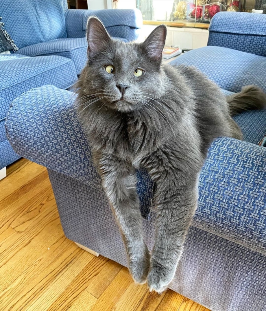 Косоглазый кот