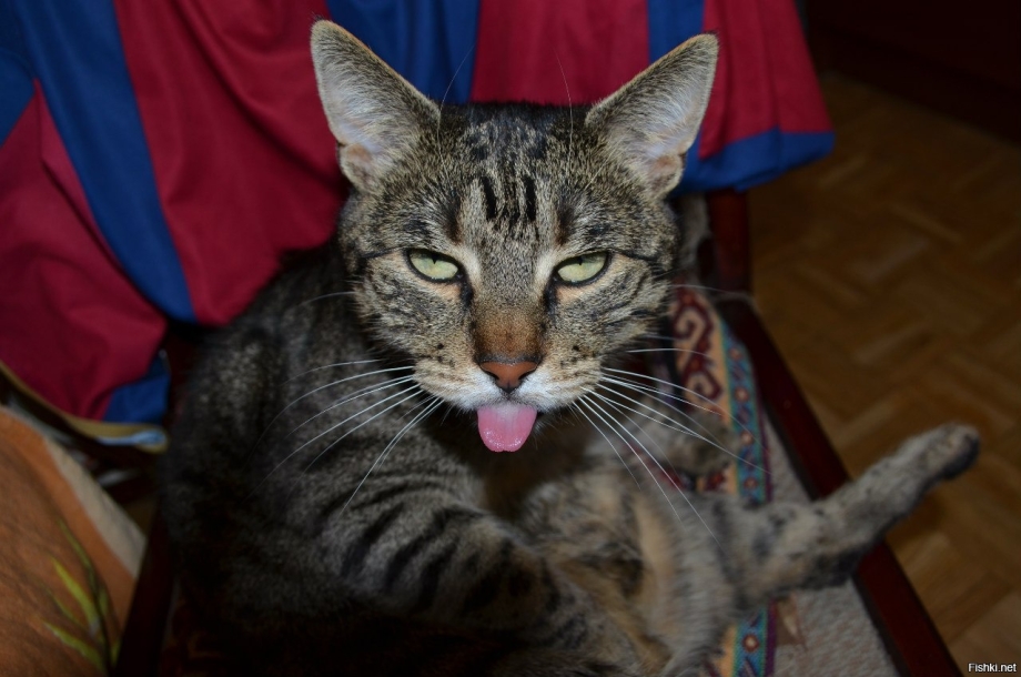 Черный котик показывает язык