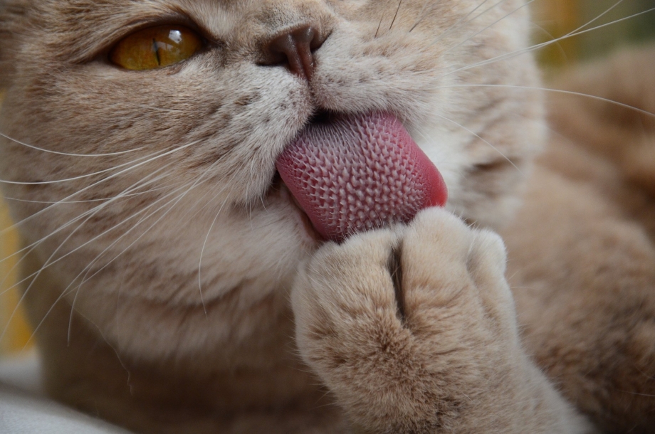 Котенок с языком