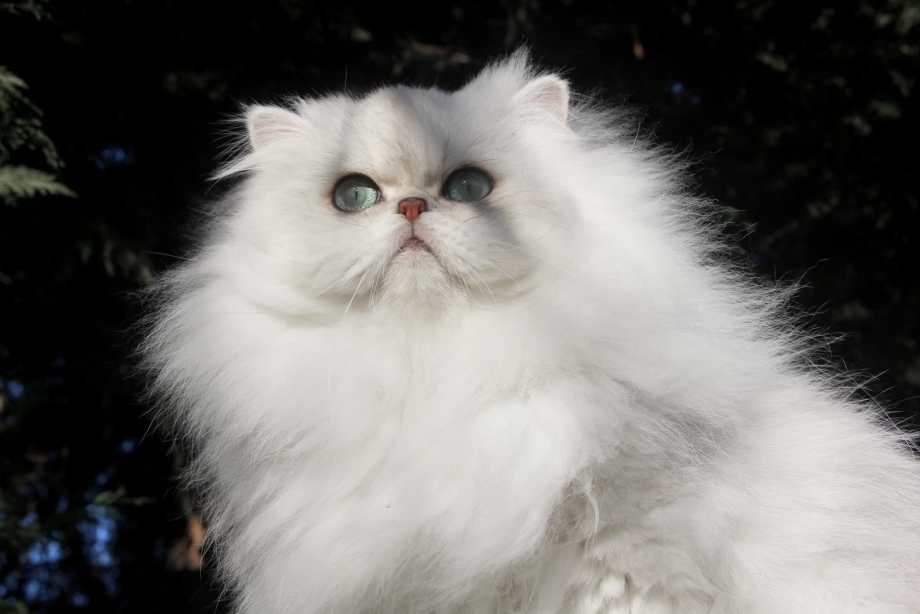 Мини котята
