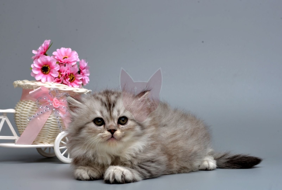 Смесь менуэта кошки