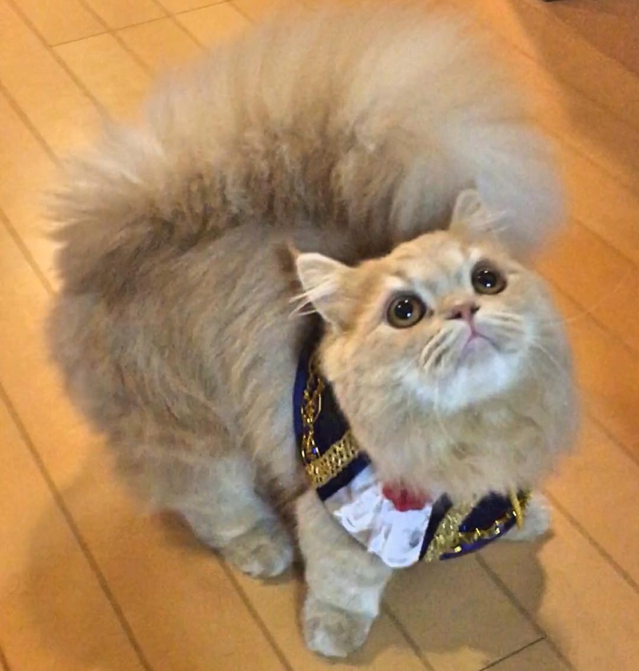 Кошка с пушистым хвостом