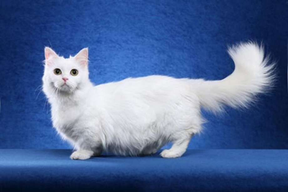 Манчкин Менуэт кошка