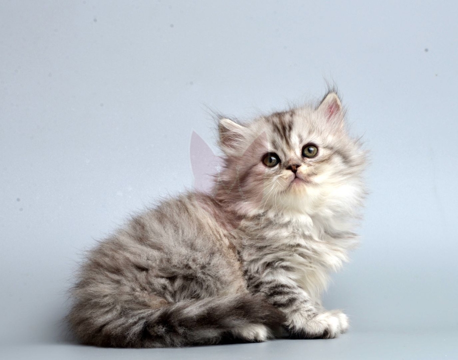 Наполеон Менуэт котята