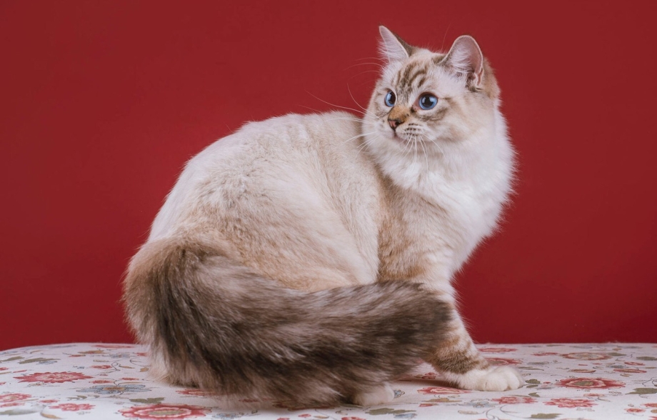 Наполеон кошка