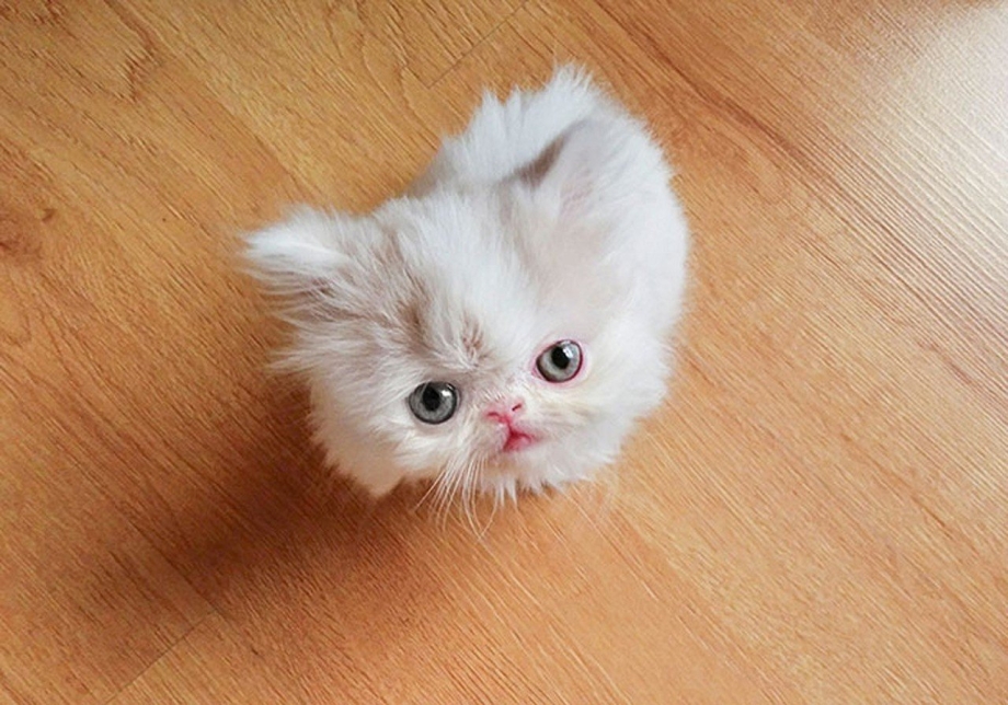 Манчкин кот черный