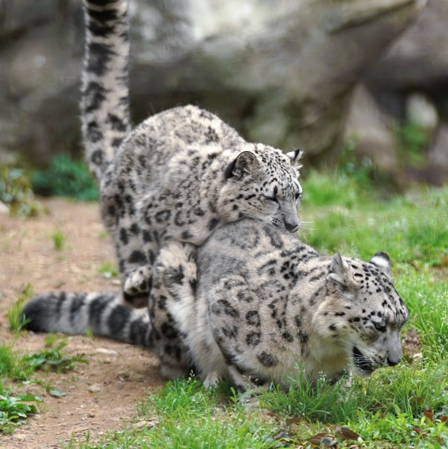 Красивые представители кошачьих